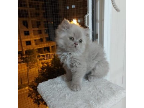 British longhair erkek 2.5 aylık