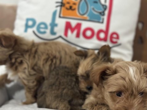 Safkan wc eğitimli tea cup morkie yavrularımız