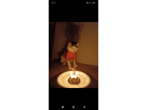 Temas bağımlısı oyuncu kedimi sahiplendirmek istiyorum