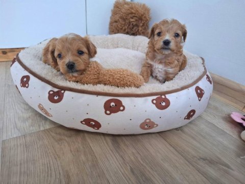 Yasal köpek çiftliğinden maltipoo yavrularımız