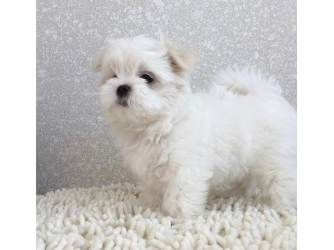 Eşsiz güzellikte safkan maltese yavrularımız