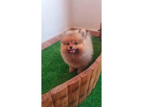 Boo dişimiz