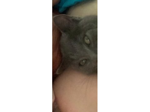 British shorthair 3 aylık kedimiz