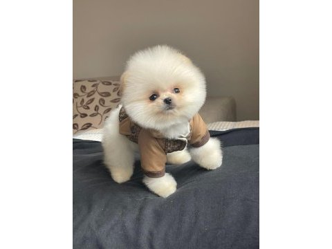 Pomeranian boo ve spitz (ayı surat ve tilki surat)