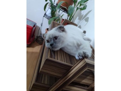 Safkan scottish fold dostumuz yeni sahibini arıyor