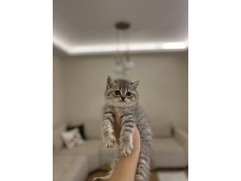 Güzeller güzeli brıtısh shorthair yavrular 