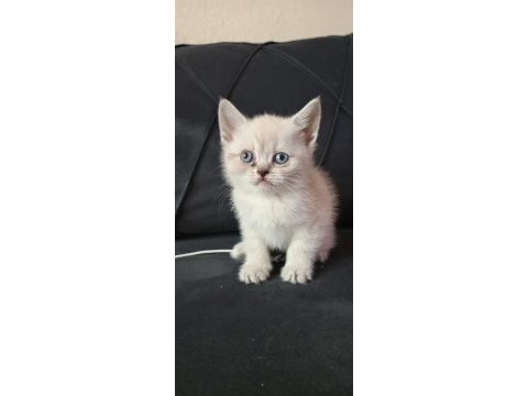 Oyuncu british shorthair yavruları