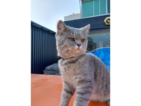 11 aylık british shorthair