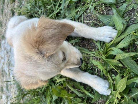 3 aylık dişi golden retriever