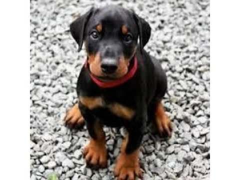 Silah değil doberman bulundur