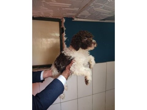 Nadır ırk lagotto romagnolo toy poodle
