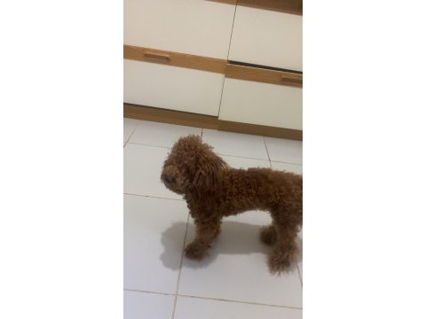 Poodle köpeği