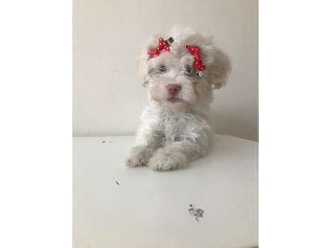 Maltese terrier bebekler