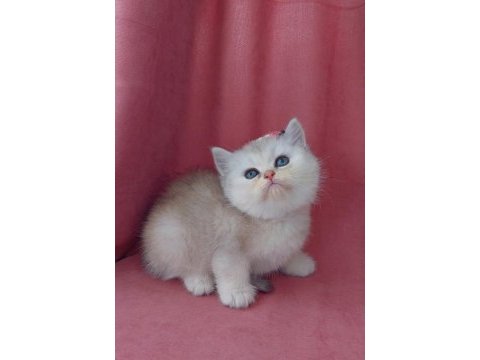 Teslime hazır dişi british shorthair yavrumuz