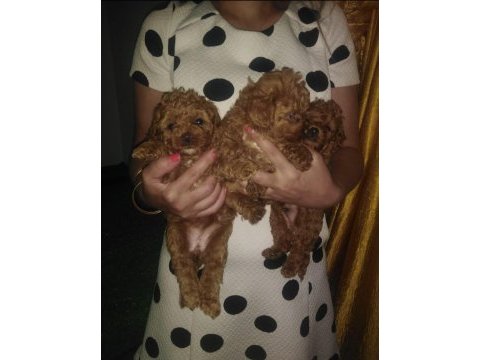 Küçük boy toy poodle değerlendirmeden geçmeyin