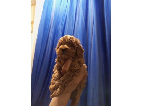 Şampiyonun poodle çocukları rezerve açıktır