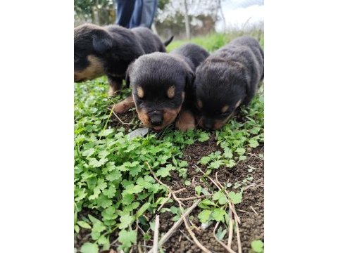 Kıf onaylı a scrli rottweiler yavrular