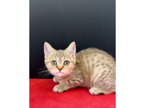 34 yıllık canpette british shorthair yavruları silver