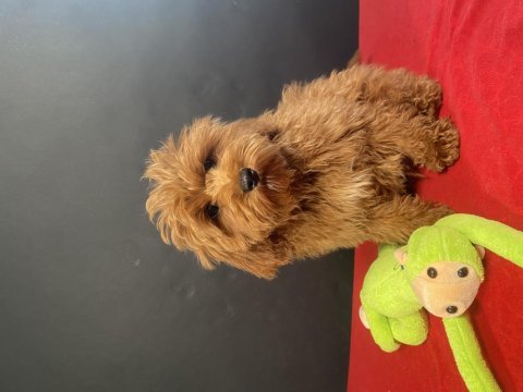 Mükemmel kalite maltıpoo yavrularım