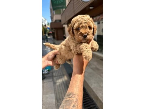 Toy poodle çocuklarım