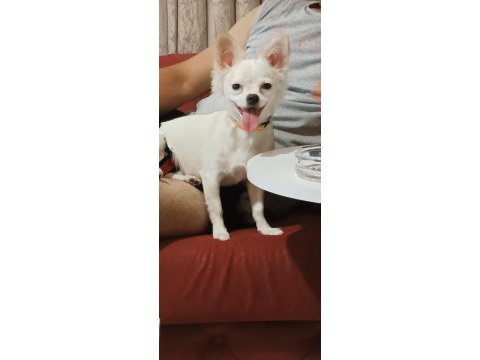 Chihuahua kızımıza ömürlük yuva