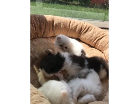 Sevimli exotic shorthair yavru
