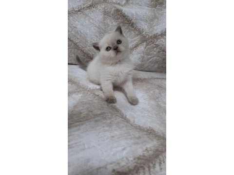 British shorthair yavrumuz