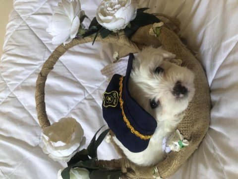 Bayram gibi şeker sahibinden aşılı maltese terrier