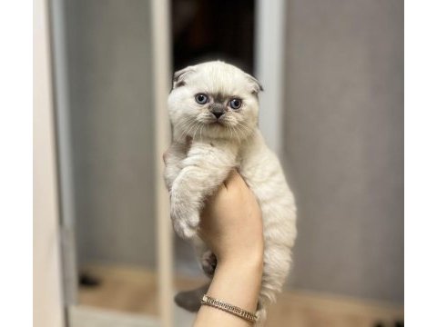 Scottish fold blue point yavrularım 