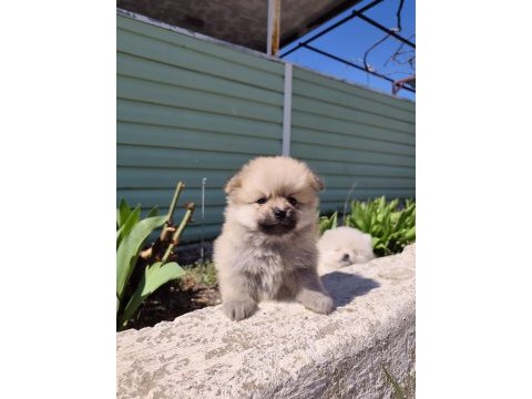 Kaliteli pomeranian yavrular acil