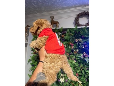 2 aylık toy poodle yavrumuz