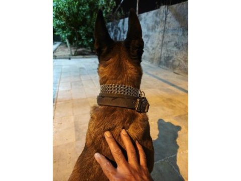 Malinois belçika kurdu