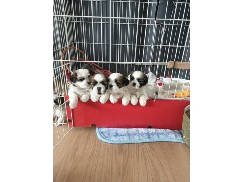 Orjinal shih tzu sahiplendirme
