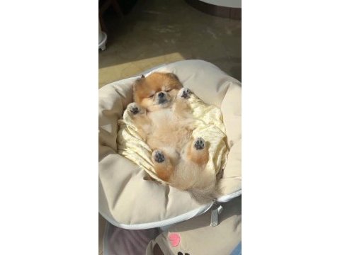 Pomeranian boo garantili bebekler