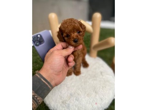 Kore teacup poodle yavrularımız göz kamaştırıyor