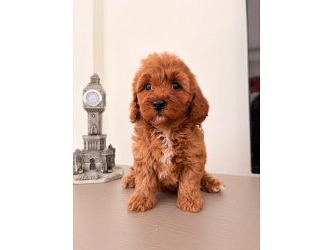Toy poodle bebekler