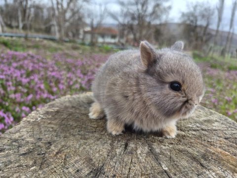 Orjinal cüce tavşan