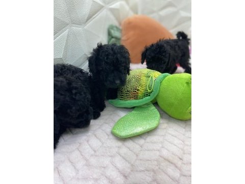 2 aylık siyah inci poodle bebekler
