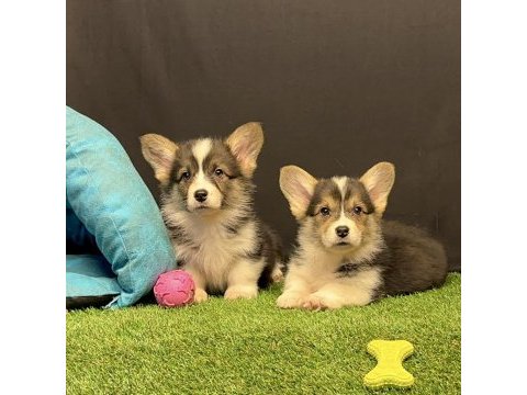 Pembroke welsh corgi yavruları - club k9 güvencesiyle