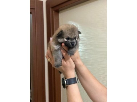 Yeni doğan pomeranian erkek boo