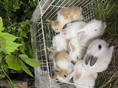 Pırıl pırıl 20 günlük bebek tavşanlar