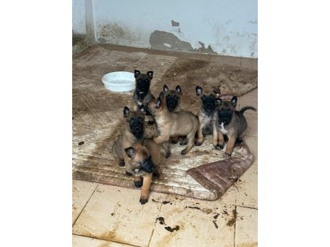 A kalite malinois belçika kurdu