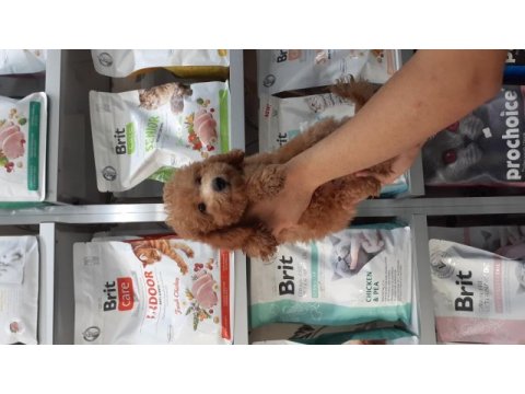 Poodle yavrularımız yeni yuvasını arıyor