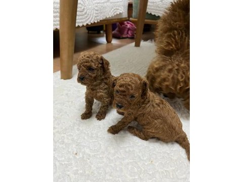 Anne babadan garantili 1,5 aylık toy poodle