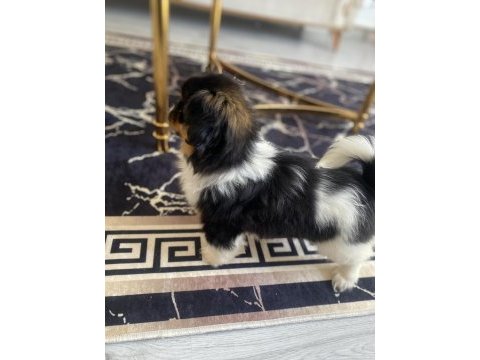 3 aylık pekinez dış parazit iç parazit oldu
