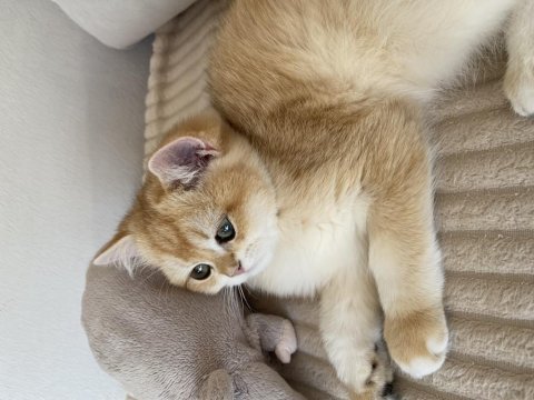 Şecereli british shorthair black golden ny12 erkek yavru