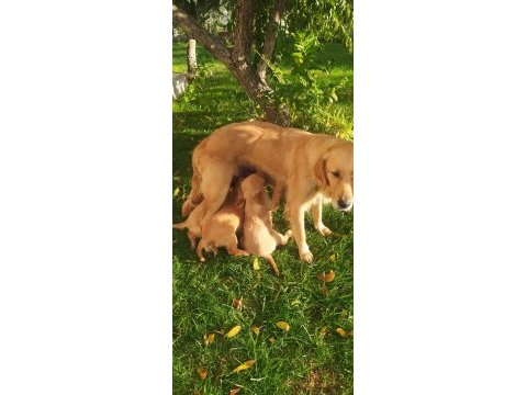 Muhteşem kaliteli golden retriever yavrularımız