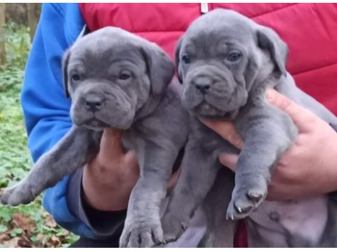 Cane corso yavruları mükemmel arayanlara