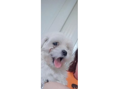 Yaramaz maltese çocuk linda