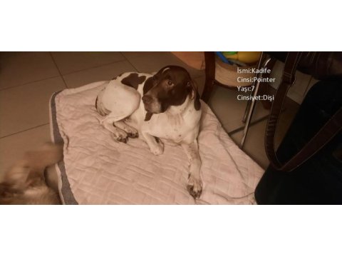 Köpeklerimize beraber yaşayacak aile arıyoruz